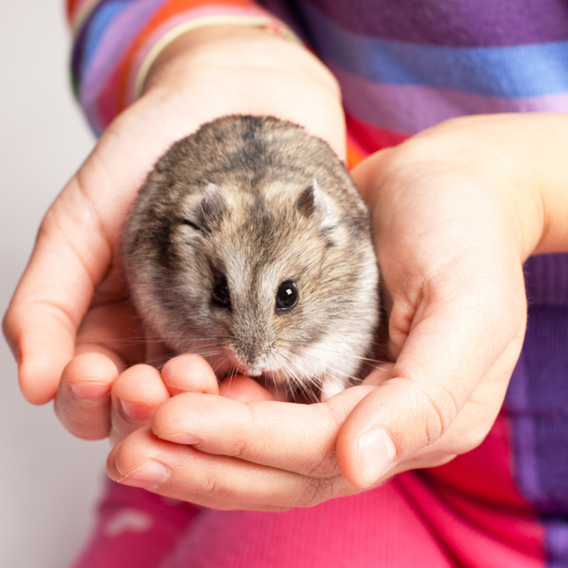 Hamster: guia com tipos, como cuidar, preço e muito mais
