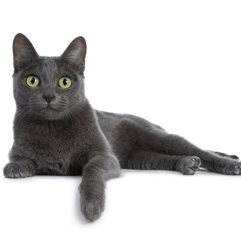 Gato cinza: conheça 10 raças, suas características e o preço