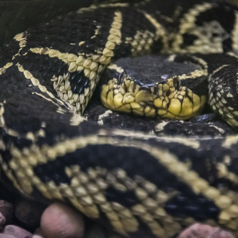 Cobra Jaracuçu do brejo: veja curiosidades sobre a serpente