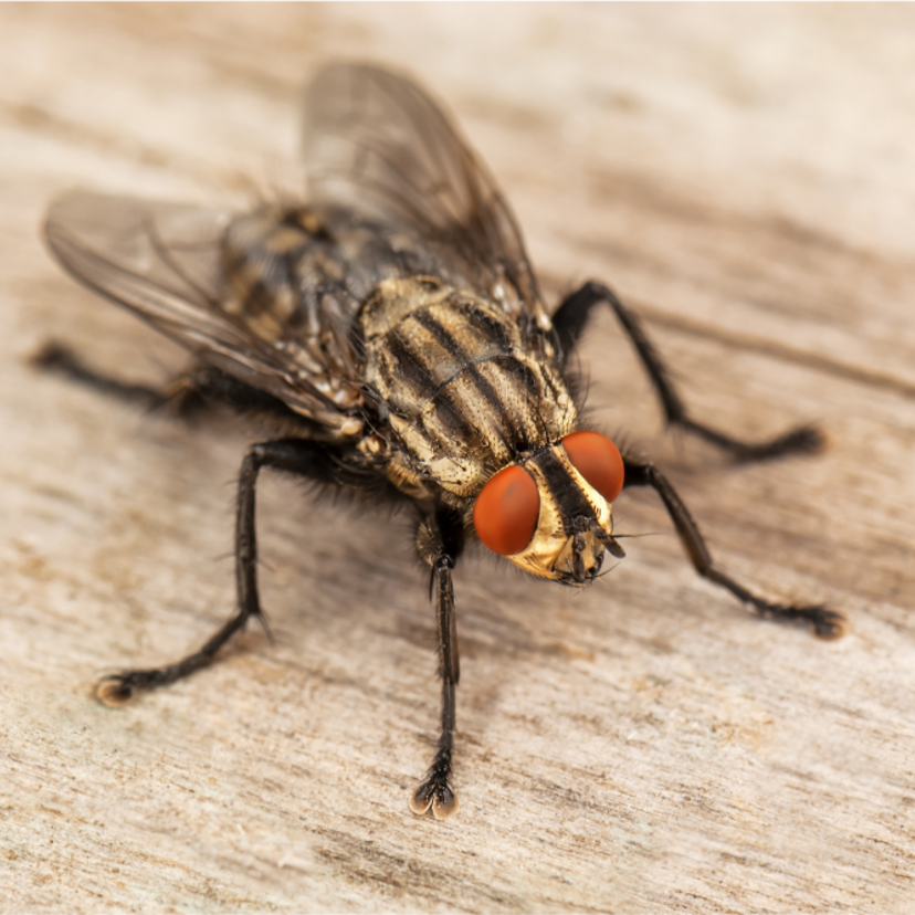 O que significa sonhar com mosca? Voando, rodeando, morta e outros