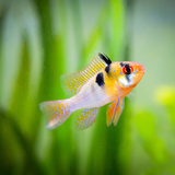 Peixes de pH alcalino: veja espécies e saiba sobre cuidados necessários! 