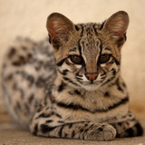 Gato-do-mato: confira descrição, espécies e curiosidades