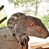 Conheça o pacarana, um grande e raro roedor brasileiro!