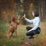 Como adestrar o seu cachorro? Confira dicas simples que irão ajudar!
