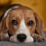 Preço do cachorro Beagle: veja onde comprar, custos e dicas