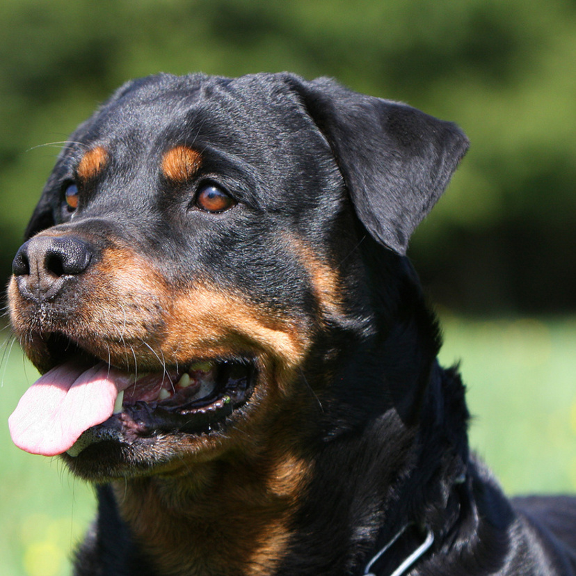 Conheça 8 tipos de Rottweiler: alemão, americano e outros