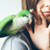 Como conquistar um papagaio? Veja dicas para treinar seu pet