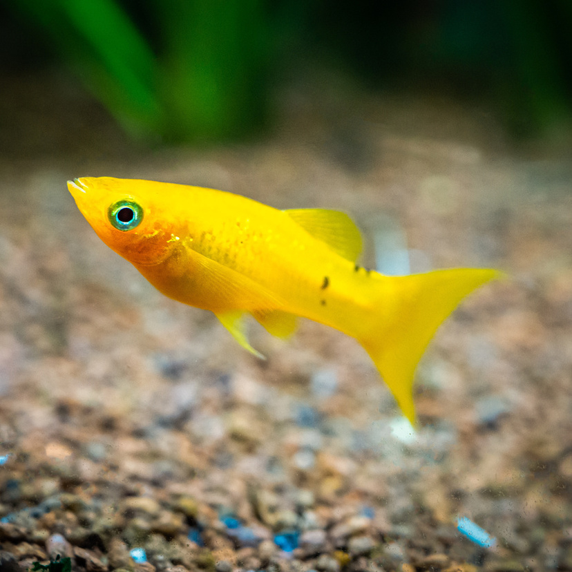 Molinésia: veja curiosidades e como criar este peixe ornamental!