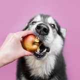Cachorro pode comer maçã verde ou madura? Descubra aqui