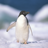 Curiosidades sobre Pinguim: físicas, comportamentos e mais!