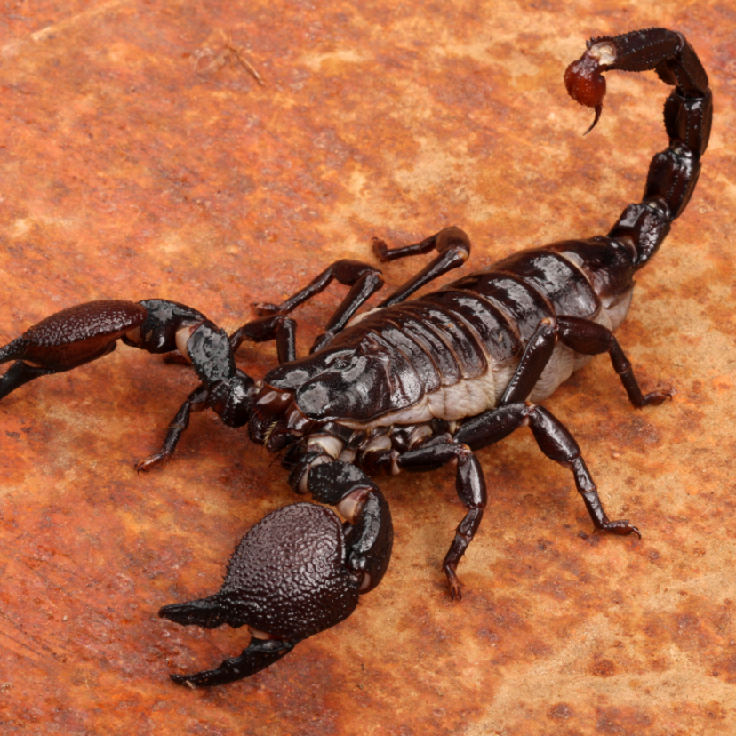 Tipos de escorpião: conheça espécies do Brasil e do mundo