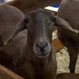 Carneiro Santa Inês: conheça mais sobre essa raça de ovinos