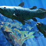Peixe Celacanto: veja características, alimentação e curiosidades