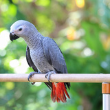 Papagaio do congo: confira curiosidades e como criar um!