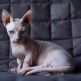 Gato Sphynx: conheça o gato sem pelo mais famoso do mundo!