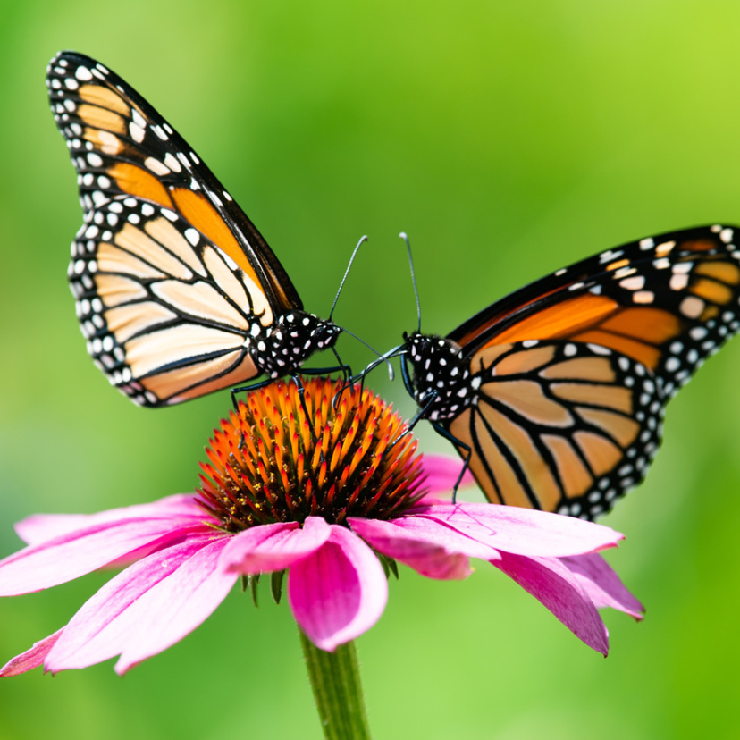 Espécies de borboletas: veja as pequenas, grandes e exóticas