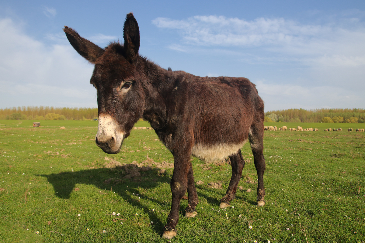 Conhece o asno? Veja fatos, raças, curiosidades e muito mais! Guia Animal