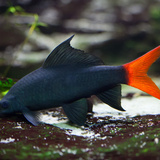 Peixe labeo: espécies, criação, reprodução e muito mais!