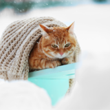 Gato sente frio? Descubra isso e o que fazer para aquecer