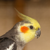 Calopsita arlequim: tudo sobre os diferentes tipos e cores desta ave!