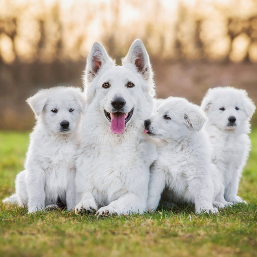 Raça de cachorro branco: veja os grandes, pequenos e médios