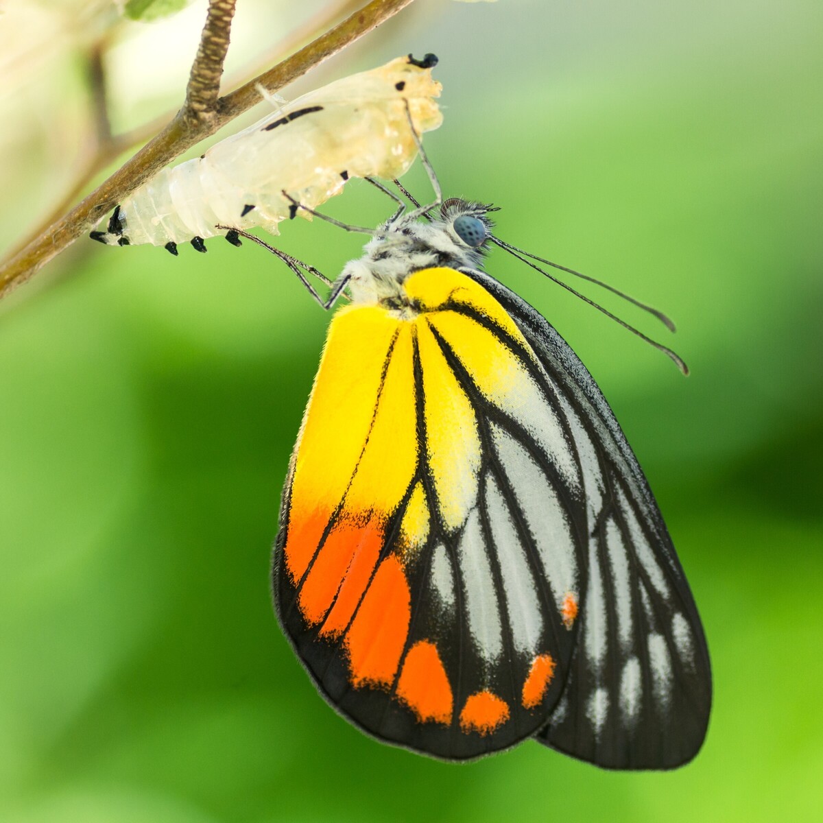 borboleta O tempo do casulo é o segredo da borboleta. Não revele o p