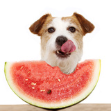 Frutas que cachorro pode comer: manga, banana, maçã e mais