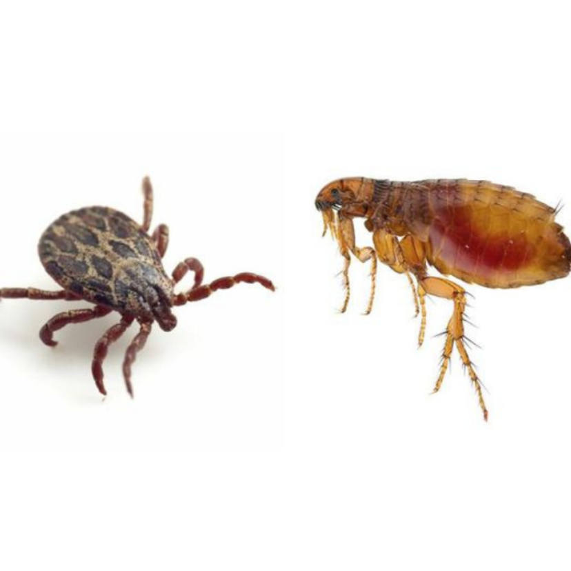 Diferenças entre pulga e carrapato: exemplos e como eliminar