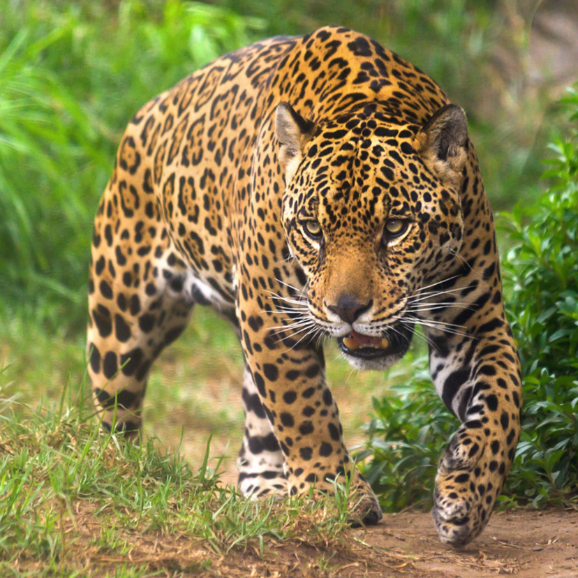 Felinos brasileiros: conheça os tipos e os riscos de extinção