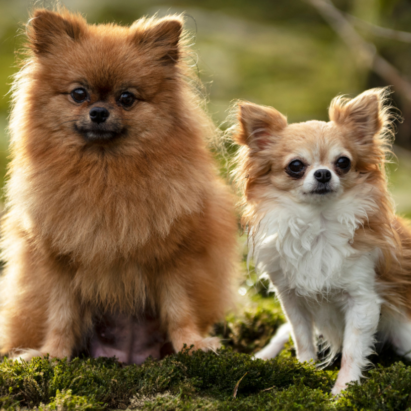 Cachorro pequeno peludo: conheça 20 raças de cães mais fofos