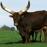 Conheça o Ankole Watusi, o gado africano de grandes chifres!