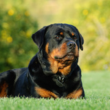 Rottweiler: veja personalidade, tipos, preço e muito mais 
