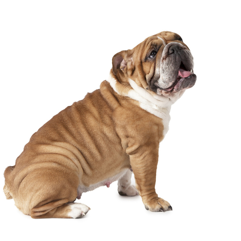 Bulldog: veja características, tipos, preço e cuidados 