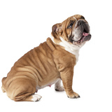 Bulldog: veja características, tipos, preço e cuidados 