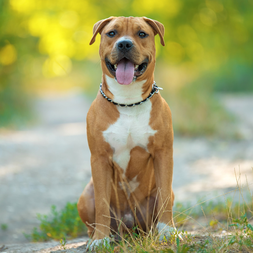 American Staffordshire Terrier: veja o guia completo da raça