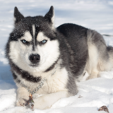 Preço do Husky Siberiano: veja custos, onde comprar e dicas
