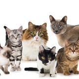 Raças de gato: conheça os de pelo longo, curto e sem pelo