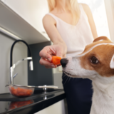 Cachorro pode comer pêssego? Confira benefícios e cuidados!