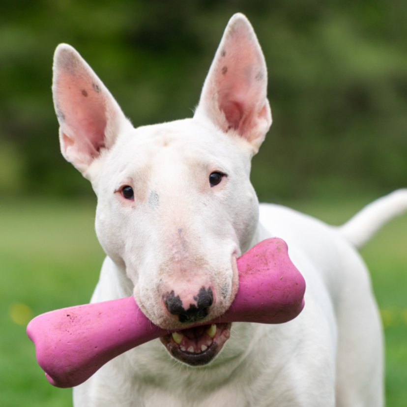 Cachorro Bull Terrier: origem, personalidade e muito mais