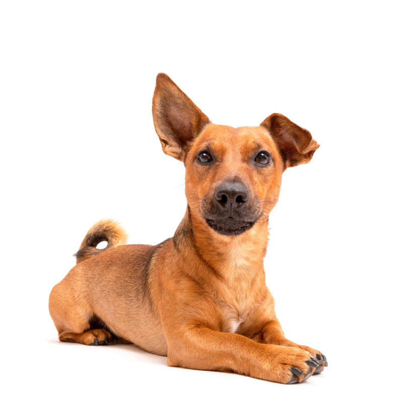 Conheça o cachorro Vira-lata: origem, preço, cuidados e mais