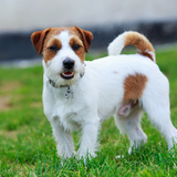 Jack Russell Terrier: veja personalidade, preço e muito mais