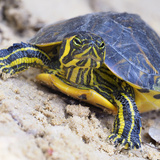Confira espécies de tartaruga de água doce e dicas de criação!