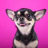 Cachorro de madame: conheça 21 raças chiques e luxuosas!