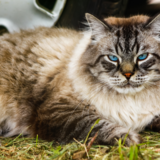 Conheça o gato siberiano: preço, características e mais!