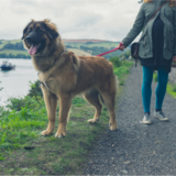 Raças de cachorro gigante: conheça as 20 maiores do mundo