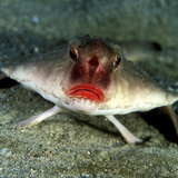 Peixe morcego: veja curiosidades sobre este exótico peixe brasileiro!