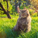 Gato gigante: conheça 10 raças com características e preço