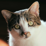 Como entender a linguagem dos gatos: corporal, facial e mais