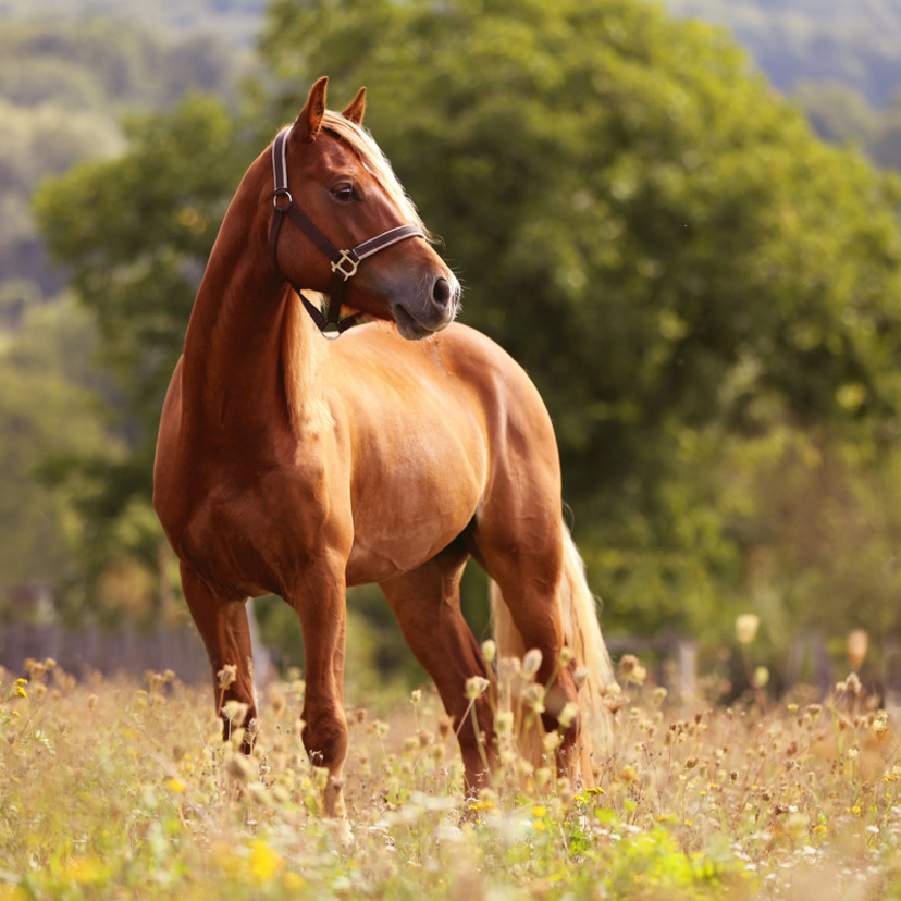 Maior cavalo do mundo: conheça 15 raças que impressionam!
