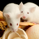Rato branco: conheça este roedor albino de estimação